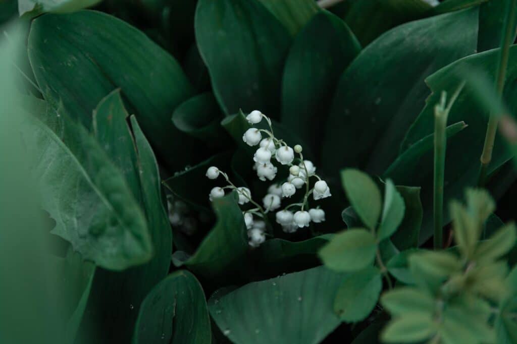 muguet