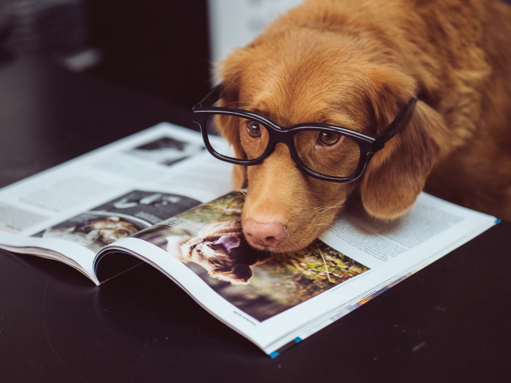 Un chien avec des lunettes qui "lit" un livre