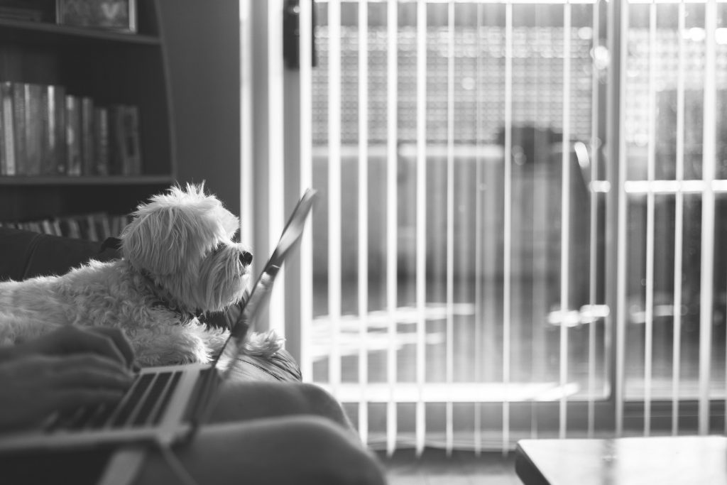 Photo en noir et blanc d'un chien sur un canapé