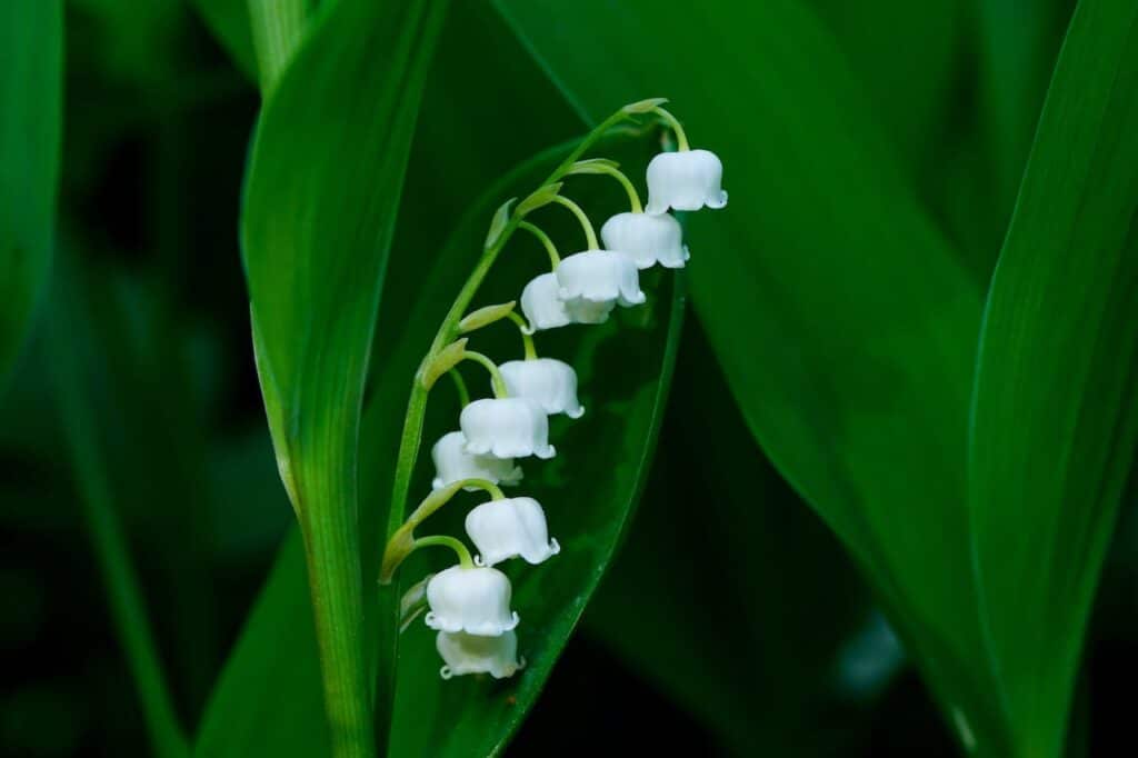 Festivités du 1er mai : origines de la fête du muguet et du travail